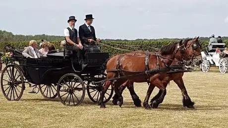 Photo de Kaltblut-Knoche