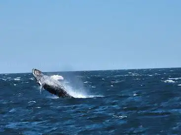 Photo de Seastreak Whale Watch