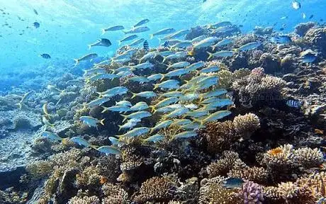 Photo de Colona Divers