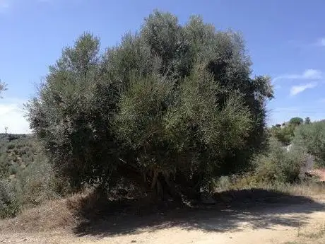 Photo de Oliveira Milenar de Vila Nova