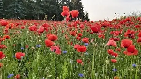 Photo de Mein-mietbeet-de