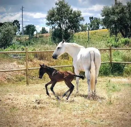 Photo de Arrábida Horse Sport Center