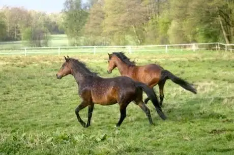 Photo de Reiterhof Coldewey 2