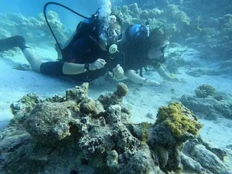 Photo de Blue Dream Dive Club