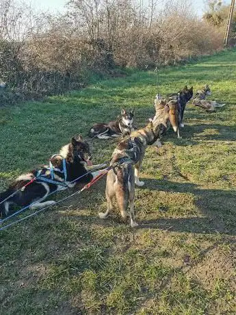 Photo de Husky Dream Chiens de traineau