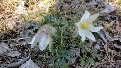 Photo de Vissbodamon