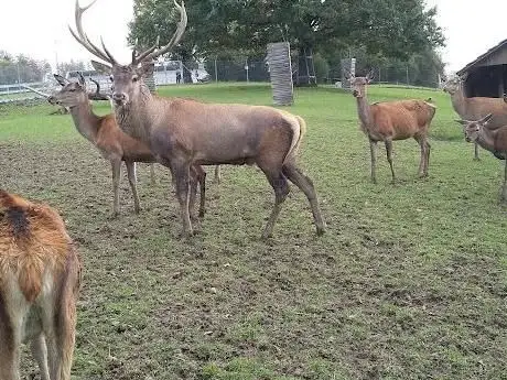 Photo of Wildpark Peter und Paul