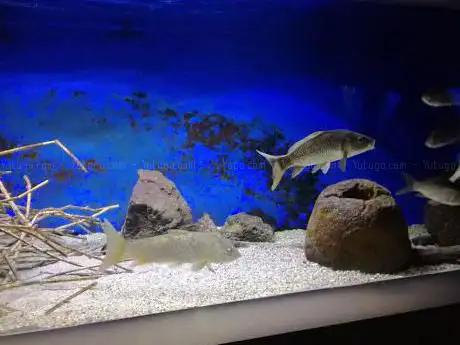 Photo de Bolsena Aquarium