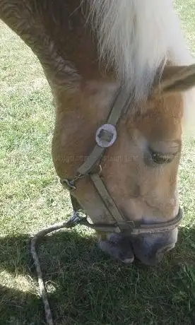 Photo de Reitclub MZH
