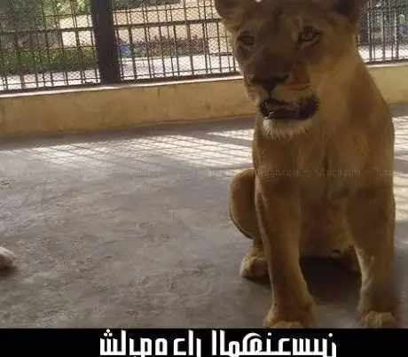 Photo de حديقة حيوانات شابوه دار المهندسين
