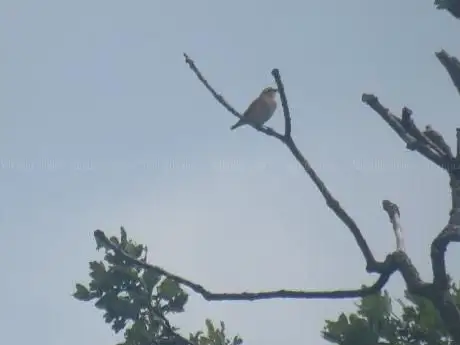 Photo de Kijk punt vogels en dieren