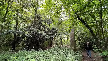 Photo de Worcester Woods Country Park