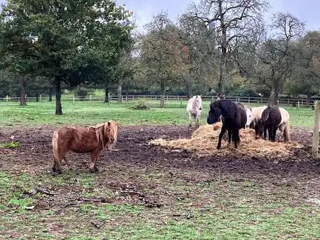 Photo de Centre Equestre de La Tour