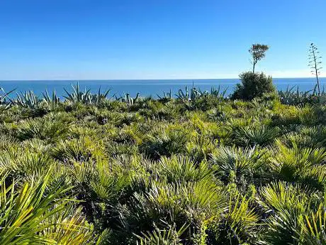 Photo de Acantilados de Conil (Puntalejos-Cabo de Roche)