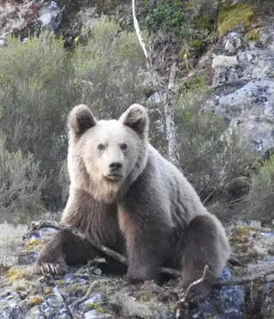 Photo de Sio Ecoturismo. Rutas de avistamiento con guÃ­a: oso pardo  rutas interpretativas, berrea del ciervo