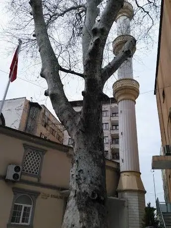 Photo de Tarihi Çınar Ağacı