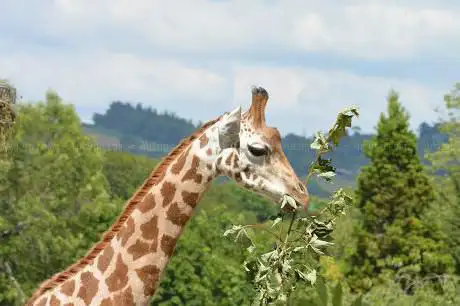 Photo of Zoo de Paignton