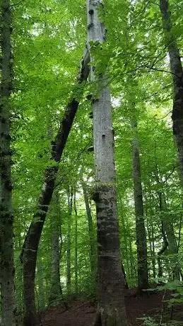Photo de Pisagor Ağacı