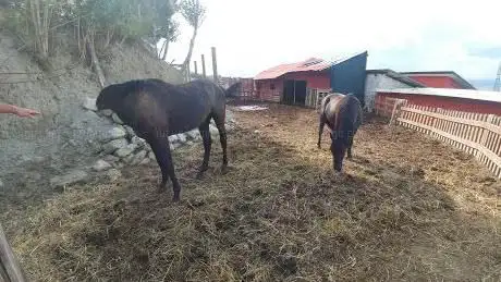 Photo de Tenuta Peluso Ranch
