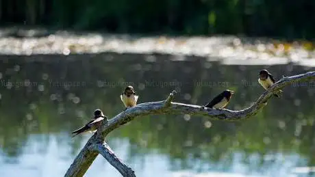 Photo de Mass Audubon's Daniel Webster Wildlife Sanctuary