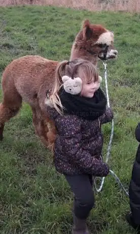 Photo de Les camélidés de Pitgam