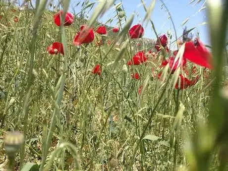 Photo de Adıyaman Kent Park