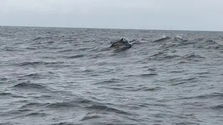 Photo de West Cork Ocean tours