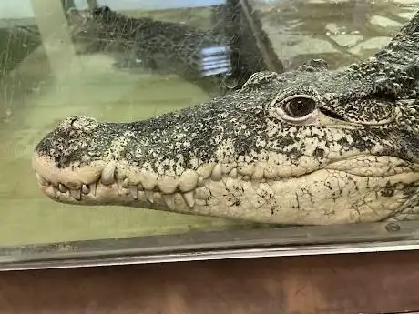 Photo de Krokodýli farma