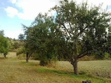 Photo de Özden Teyze Bahçe