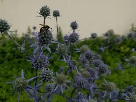 Photo de Jardin aux Papillons