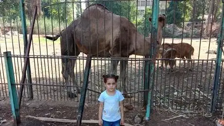 Photo de الجمل حديقة الحيوانات