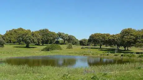 Photo de Periurbano de Conservación y Ocio Dehesa Boyal de Montehermoso Park