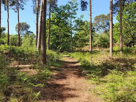 Photo de Dunwich Forest