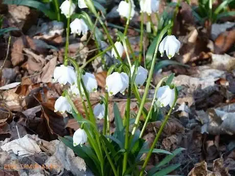 Photo de Märzenbecher-Wanderweg