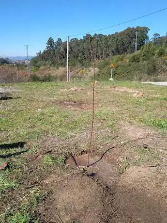 Photo de Aula Forestal de Areas  Tui