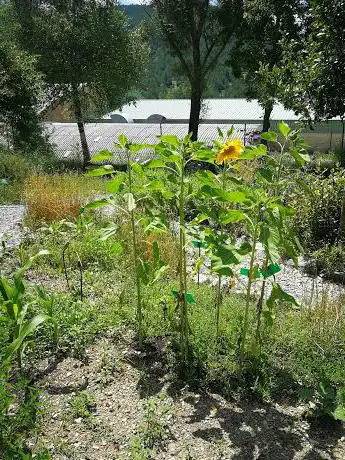 Photo de JardÃ­ Botànic de Plantes Medicinals de Gombrèn