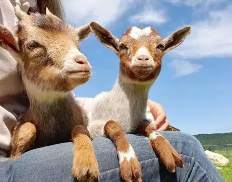 Photo de Albzwerge - Reit- und Bauernhofpädagogik