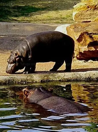 Photo of La Réserve des Hippopotames