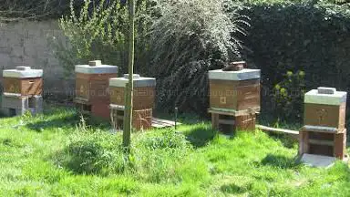 Photo de Le Rucher aux Orchidées