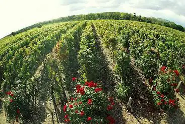 Photo de Créon Vélo Club VTT