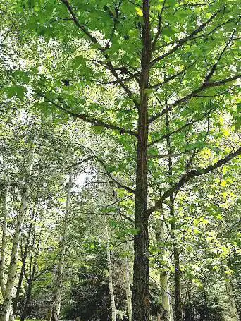 Photo de Sentier de découverte de Bois Laville