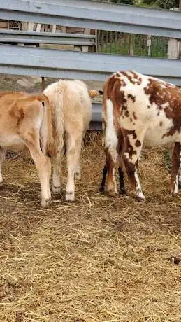 Photo de La ferme de Perrine