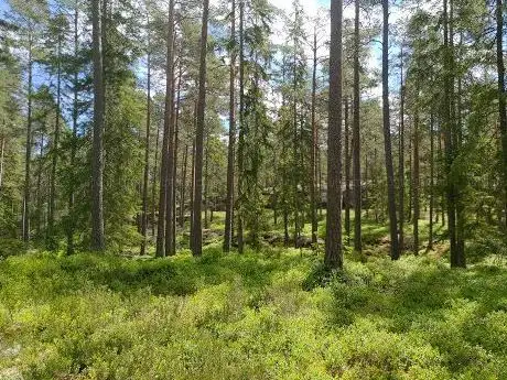 Photo de Stora Hjälmmossens Naturreservatet