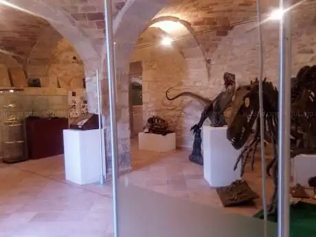 Photo de Museo dei Fossili e delle Ambre