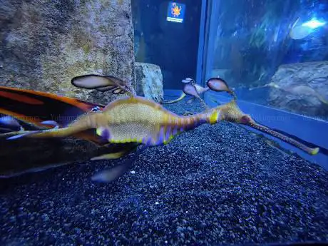 Photo of SEA LIFE Centre Weymouth