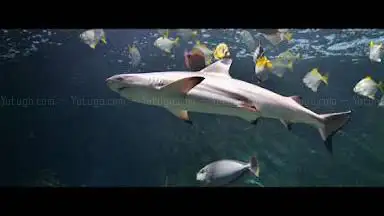 Photo de Aquarium-Muséum
