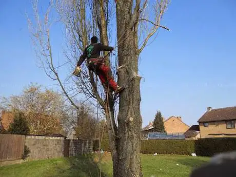 Photo de Branches et Moi