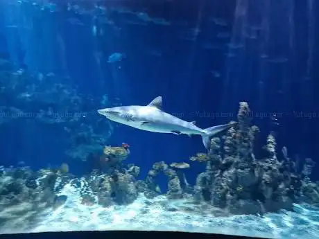 Photo de The Deep