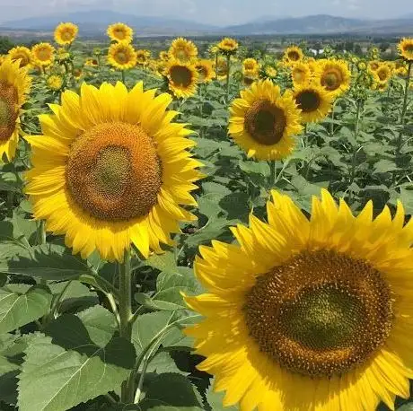 Photo de Artuklu Bel. Fehim Adak parkı