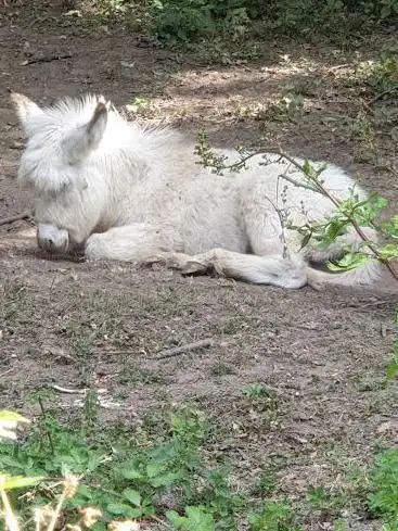 Photo de Château du Loroux-Bottereau